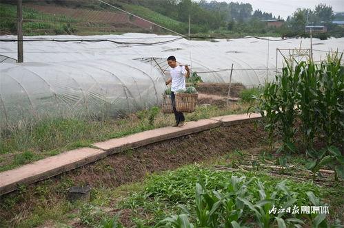 北滘公园吃瓜事件视频,一场引发热议的街头冲突