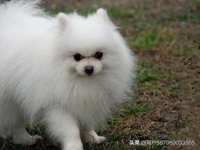 博美可以吃茄瓜吗视频,茄瓜的适宜性探讨