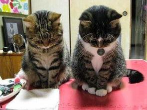 奇葩画猫吃瓜视频大全