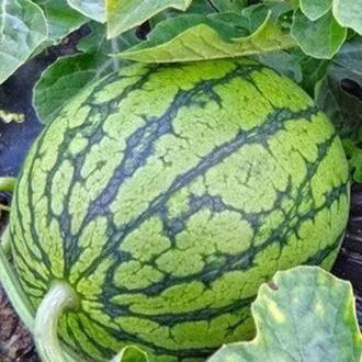 西北吃瓜的视频,揭秘当地特色美食与风土人情