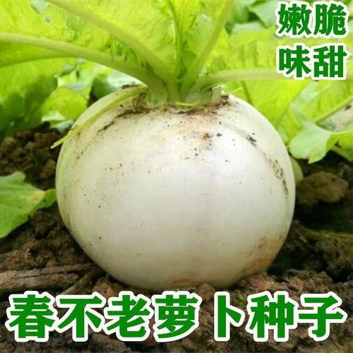 吃瓜留老籽视频素材下载,趣味与创意的完美结合