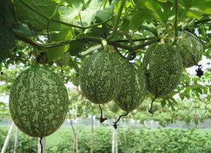 吊瓜为啥要吊着吃呢视频,为何要吊着享用?