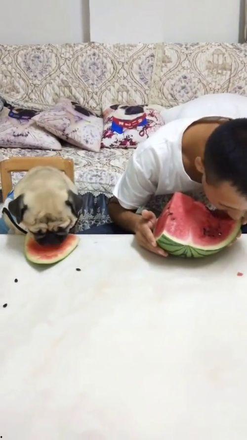 最搞笑的吃瓜西瓜视频,笑果连连!西瓜视频里的搞笑吃瓜瞬间大盘点
