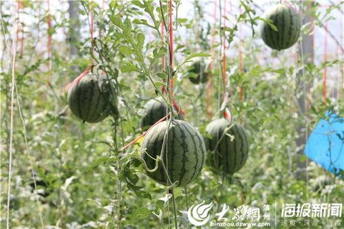 长清吃瓜爆料视频,揭秘视频背后的惊人真相