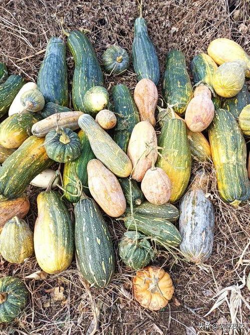 吃瓜视频有多少个平台,吃瓜视频，横扫多少平台成为现象级应用？